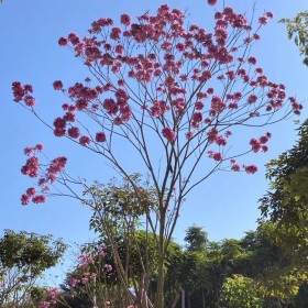 风铃木批发价格 紫花风铃木市场价