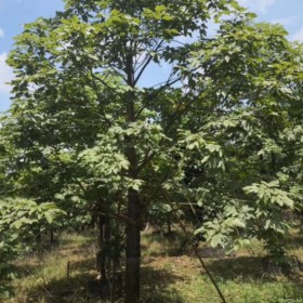 澳洲火焰木价格  澳洲火焰木基地报价