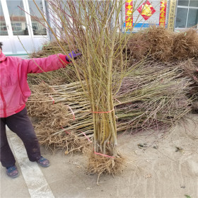 山東水蜜桃樹(shù)苗、新品種水蜜桃樹(shù)樹(shù)苗、水蜜桃樹(shù)苗價(jià)格多少