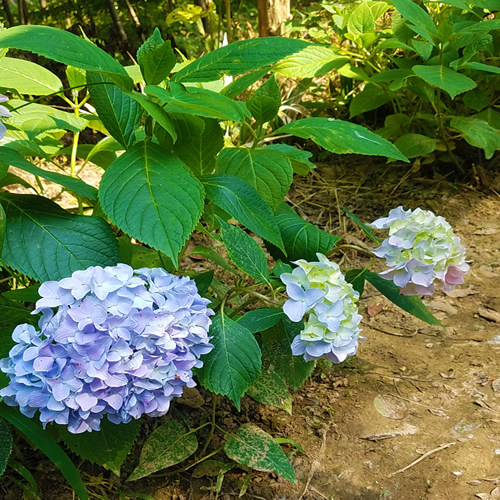 八仙花