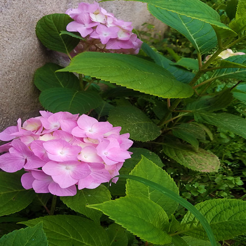 繡球花