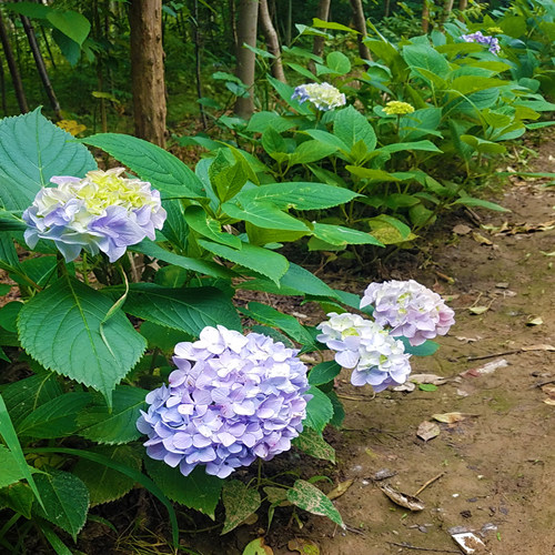 绣球花