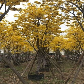 黄花风铃木 紫花风铃木