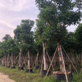 秋枫 重阳木 福建秋枫报价