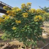 黄花槐 福建黄花槐 基地报价