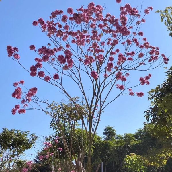 黃花風(fēng)鈴木