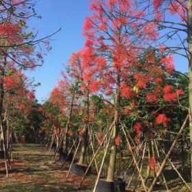 澳洲火焰木价格 澳洲火焰木种植基地