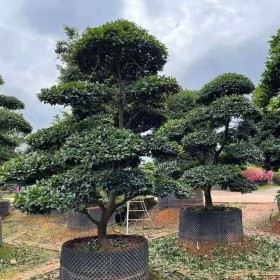 高5米日本茶梅报价  日本茶梅种植基地