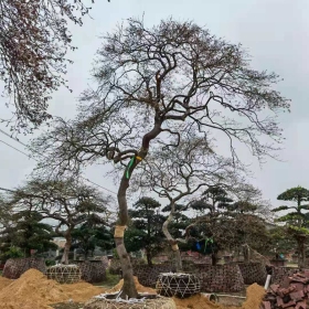 高4米日本羽毛枫哪里有卖  福建日本羽毛枫种植基地