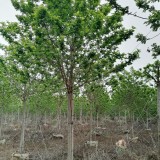 黄花槐价格 漳州黄花槐批发报价