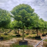 香樟出售价格 香樟种植基地