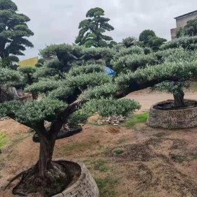 3米高西班牙橄榄树上车价 欧洲油橄榄种植基地