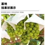 戶太系列葡萄苗基地 掛果葡萄苗 2-3-4公分戶太葡萄苗價(jià)格