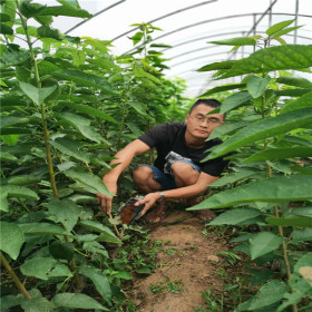 SSA科迪亚樱桃苗的栽植技术 2年生科迪亚樱桃苗新报价