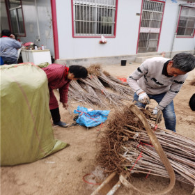 8-5樱桃苗品种介绍 8-5樱桃苗山东育苗中心