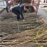 黃金超霸桃苗多少錢(qián)一棵