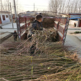 黃金超霸桃樹(shù)苗基地 黃金超霸桃樹(shù)苗開(kāi)心形栽植技術(shù)