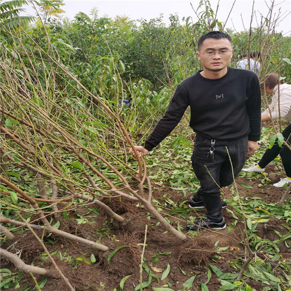 黄金超霸桃树苗