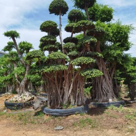 ​小叶榕 细叶榕树 提根榕树 基地销售 景观树