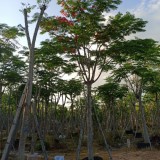 鳳凰木 鳳凰樹 基地報價 綠化工程苗