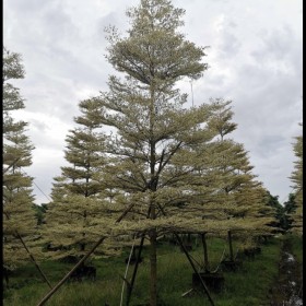 锦叶榄仁 细叶榄仁 基地报价 绿化工程苗