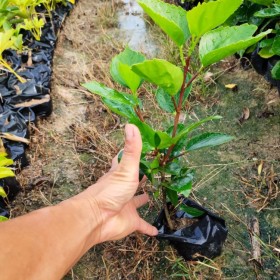 大红花 重瓣扶桑 杯苗 基地报价 绿化工程苗