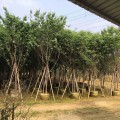 福建山櫻花 山櫻花樹苗 基地報(bào)價(jià) 綠化工程苗