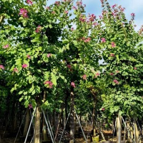 紫荆 宫粉紫荆树苗 基地报价 绿化工程苗