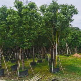 香樟 香樟树苗 基地销售 绿化工程苗