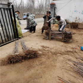 一根棍皇家雷尼樱桃苗 皇家雷尼樱桃苗高产管理技术