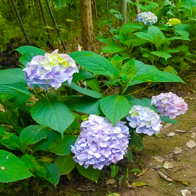 园林绿化用八仙花小苗价格