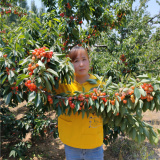 辉煌1-5樱桃基地 辉煌1-5樱桃树苗 出售辉煌1-5樱桃