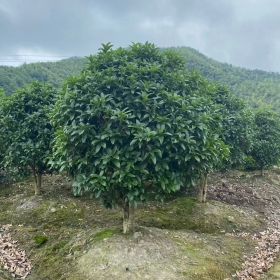 桂花球价格 2米高桂花球价格多少钱一棵