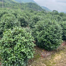 哪里有售桂花树  浙江桂花球种植基地