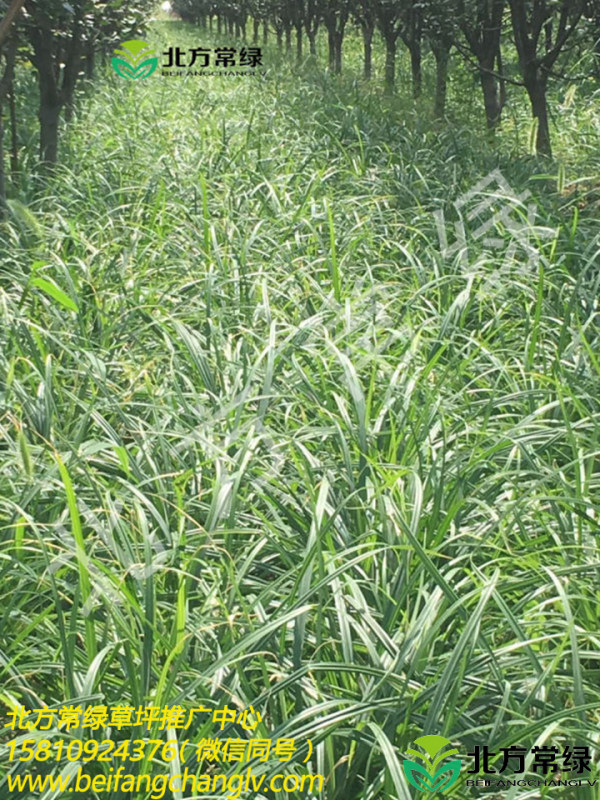 涝峪苔草