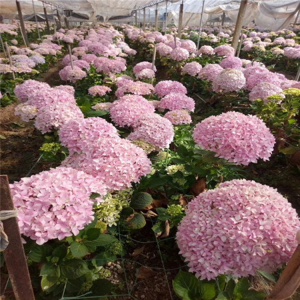 苗圃出售 無盡夏繡球花苗庭院觀賞綠化植物 無盡夏花苗價格優惠