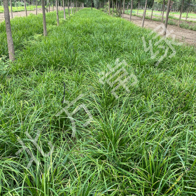 嶗峪苔草地栽苗通州嶗峪苔草價(jià)格北方常綠草坪基地直銷