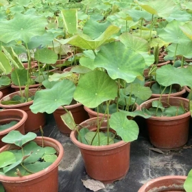 高35公分荷花哪里有售  荷花基地直供