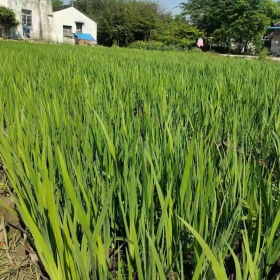 高25公分黄菖蒲工程苗  江苏黄菖蒲种植基地