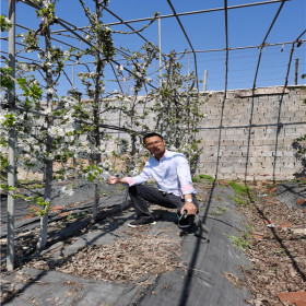 密泉樱桃树苗KGB树形栽植技术、密泉樱桃树苗新基地