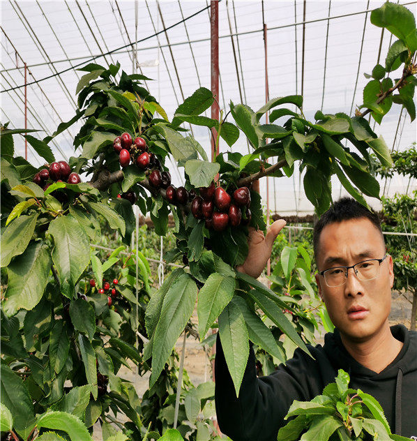 密泉櫻桃樹苗kgb樹形栽植技術密泉櫻桃樹苗新基地