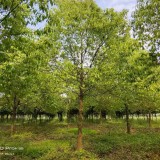 10公分移植香樟多少钱一棵  基地移植香樟树批发