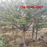 10公分- 12公分百日紅15公分百日紅價格