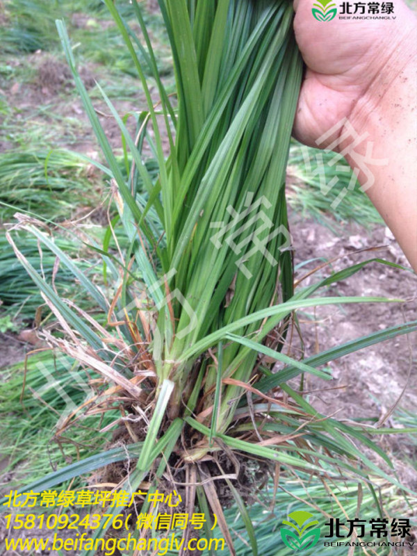 崂峪苔草