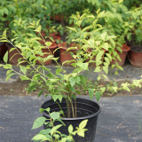 長期出售 金葉連翹 花邊連翹小苗 庭院綠籬觀葉植物 易成活