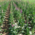 苗圃出售 毛地黃釣鐘柳 花鏡 林緣綠地配植 花色素雅歡迎訂購