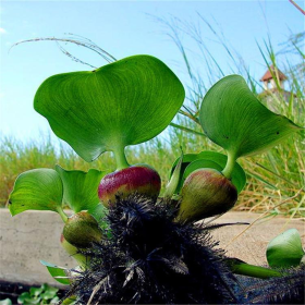 哪里有卖水葫芦  江苏水葫芦种植基地