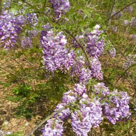 紫藤花小苗价格是多少钱一棵