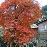 基地出售 流泉紅楓 日本紅楓流泉庭院觀賞樹種三季紅葉歡迎來電