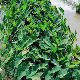 高20公分紫芋哪里有售  江蘇紫芋種植基地